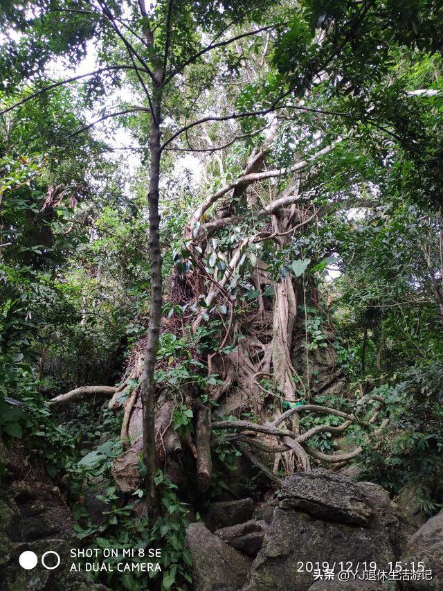 呀诺达热带雨林，呀诺达雨林文化旅游区官网（呀诺达景区探寻热带雨林奇观）