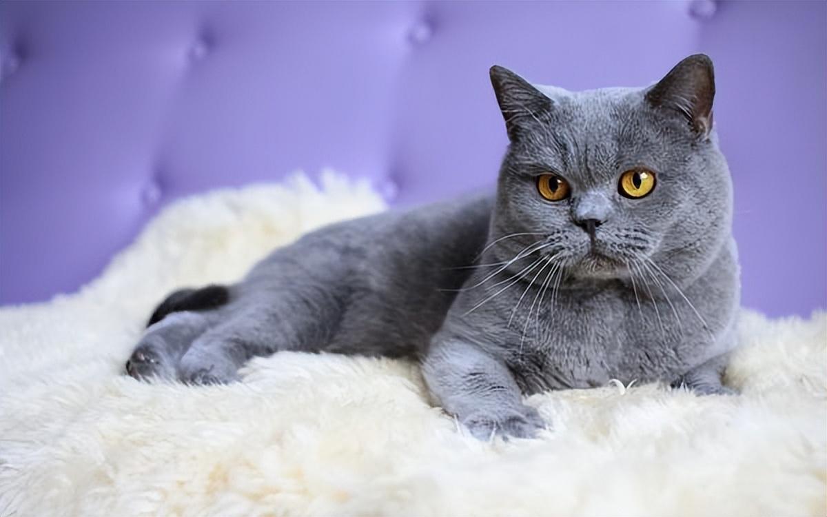大型猫品种(中国十大禁养猫)