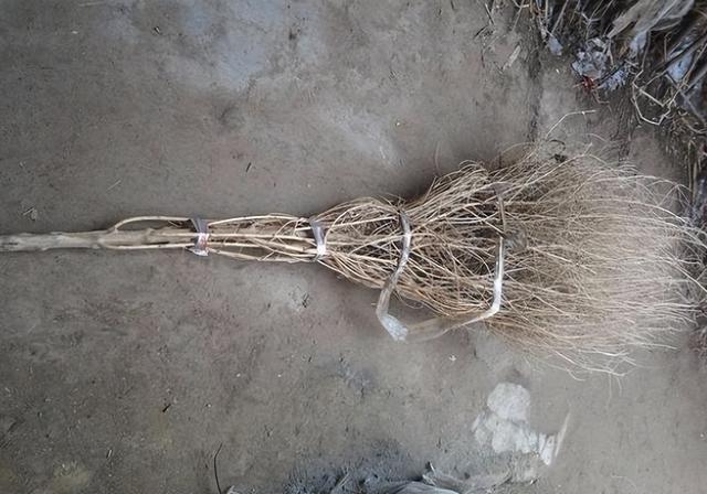 笤帚菜，却不知还是极品野菜（笤帚菜有什么好处）