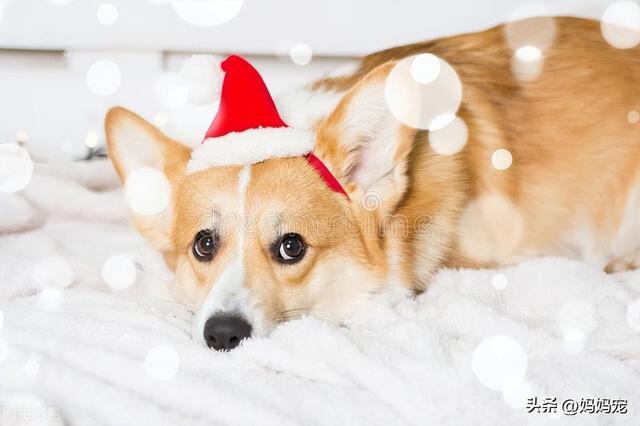 500元以下的宠物狗，500元以内的宠物狗（三色柯基多少钱一只）