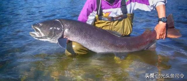 长江名贵鱼前十名，10大凶猛淡水鱼（我国保护的鱼类有87种）