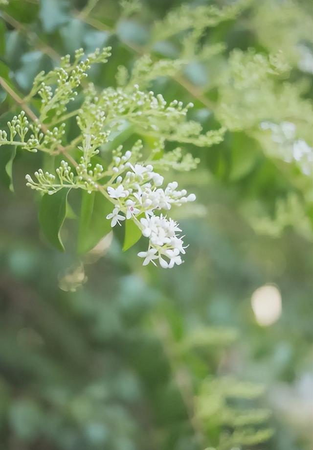 什么葱茏四字词语，关于葱葱茏茏的词语（有关仲夏的古诗词）
