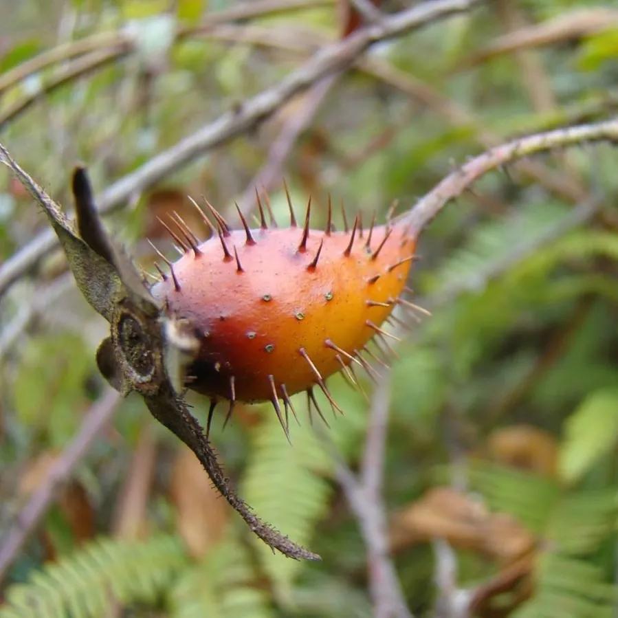 刺果茶藨子果实圆球形,未熟时浅绿色至浅黄绿色,成熟后变为暗红色