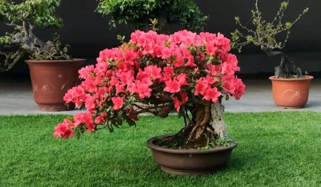 杜鹃花的三大特征，你家的杜鹃花是哪种