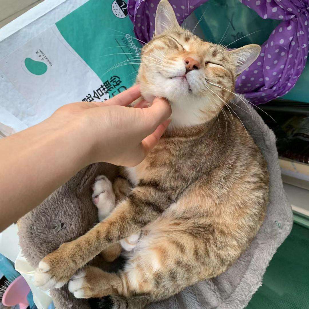 梦到自己在摸猫,主人摸猫咪的下巴-解梦-荣耀易学