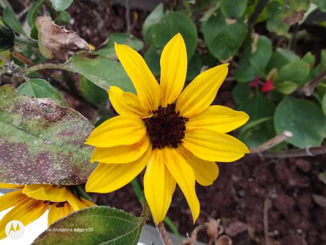 摩托罗拉a1200，摩托罗拉老款手机型号大全（摩托罗拉edge X30体验）