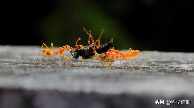 蚂蚁是什么，蚂蚁是什么的搬运工（蚂蚁群落为何能如此庞大）