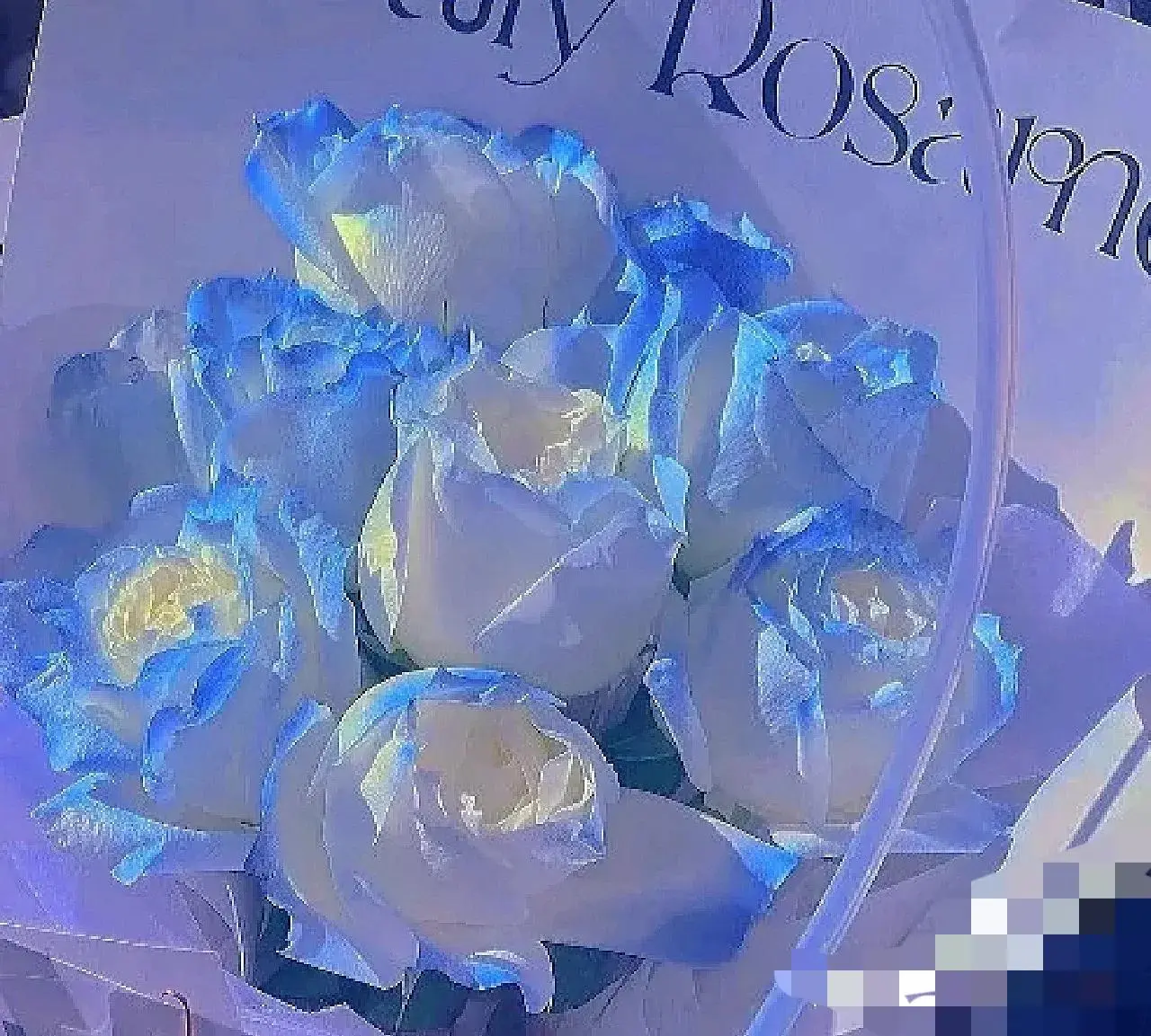 蓝色碎冰蓝玫瑰花语，密西根碎冰蓝玫瑰花语和寓意