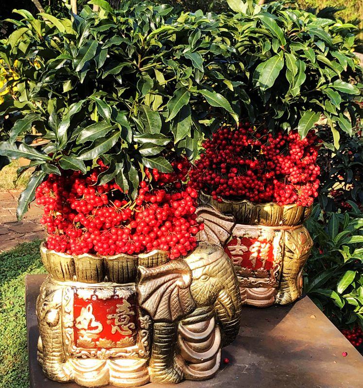 麒麟花的寓意是什么，客厅摆放麒麟的图片（海南迎春花市年味渐浓）