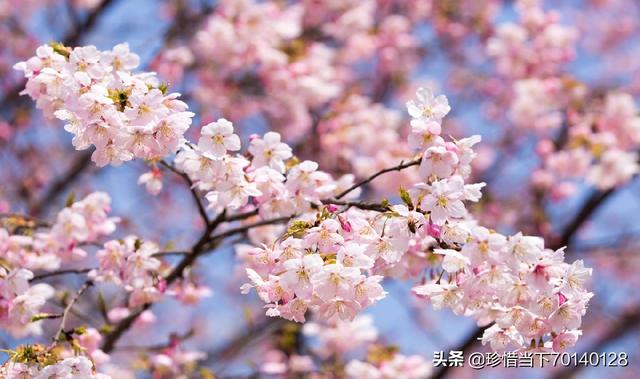 天津大学的海棠花季怎么玩，天津大学海棠花开（2022天津春天赏花地图）