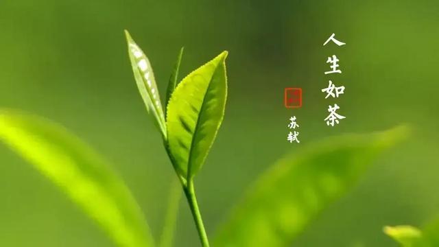 生活感悟随笔，生活感悟随笔600字（生活感悟随笔200字）