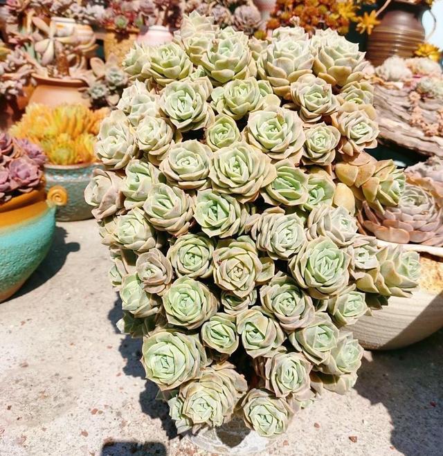 可爱玫瑰的养殖注意事项，可爱玫瑰的养殖方法（河南花友只露养了3天的可爱玫瑰）