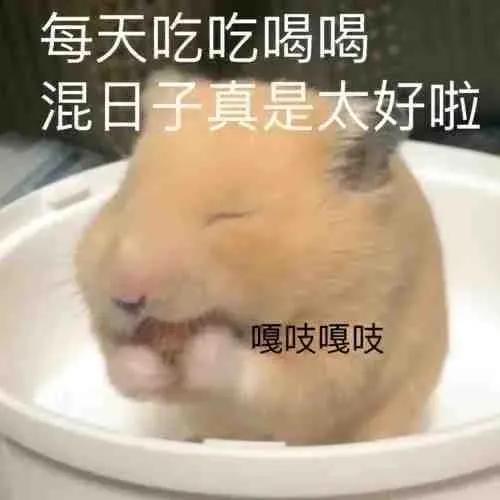 哼唧唧歪歪，微信头像，哼唧唧歪歪（猫猫狗狗表情包/哼哼）