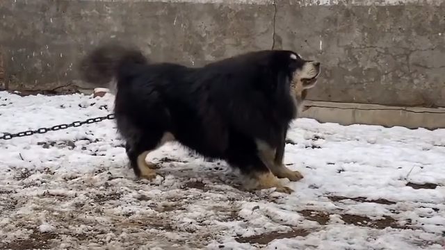 藏獒和狼谁厉害，【藏獒和狼谁厉害】藏獒和狼谁更厉害战斗力对比（新一代“森林之王”猞猁）