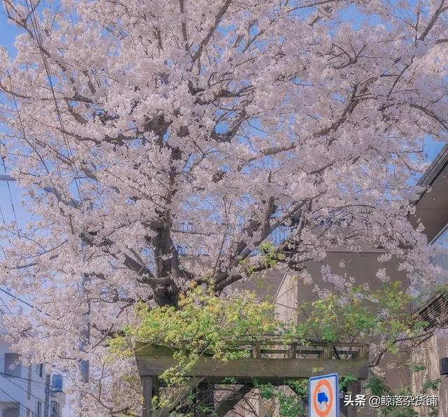 山林不向四季起誓，枯荣随缘，山林不向四季起誓,荣枯随缘意思（山林不向四季起誓，荣枯随缘图片）