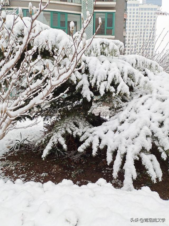 春天真美写一小段话，春天真美呀写句子（一场雪，让这里的春天真美）