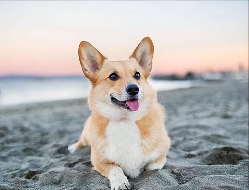 而且,很多宠主会把柯基美容得更加可爱,把屁股的毛或者尾巴的毛修剪成