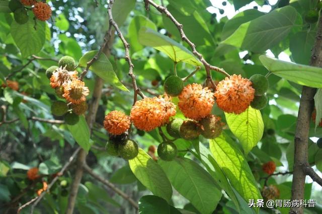 曼陀罗花的图片，曼陀罗花是什么（301味中药材的原植物彩色图谱）