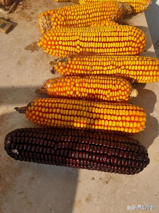 秋天丰收的农作物有什么，秋天丰收的农作物有什么句子（好多农作物丰收了）