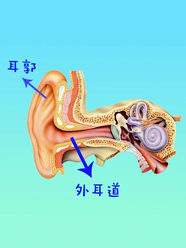 耳郭和耳廓的区别，生活小百科（认知教育人体系列——耳朵）