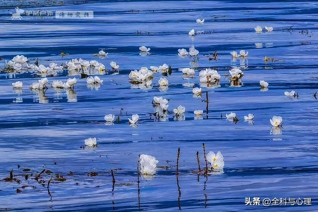 泸沽湖的海藻花几月份去最好，夏日云南美景可不止一点点