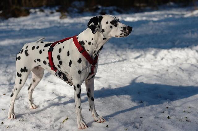 大麦丁犬多少钱一只(关于大麦町犬的有趣事实) - 价格百科