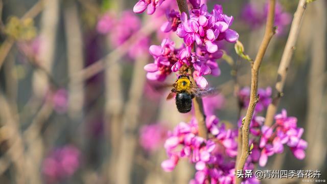 春天开的花有哪些，花名、颜色（每一个品种都能开成花海景观）