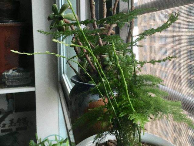 文竹的养殖方法和注意事项，文竹的养殖方法和注意事项有哪些（要让文竹“翠绿旺盛”）