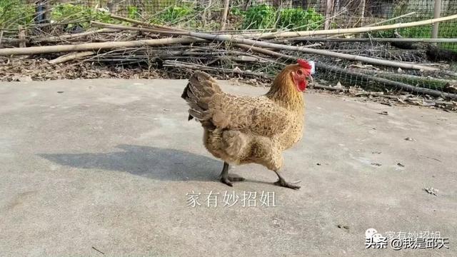 鸡有几只脚，鸡有几只脚趾头(一只脚)（为什么在市场上能看到这么多的鸡爪）