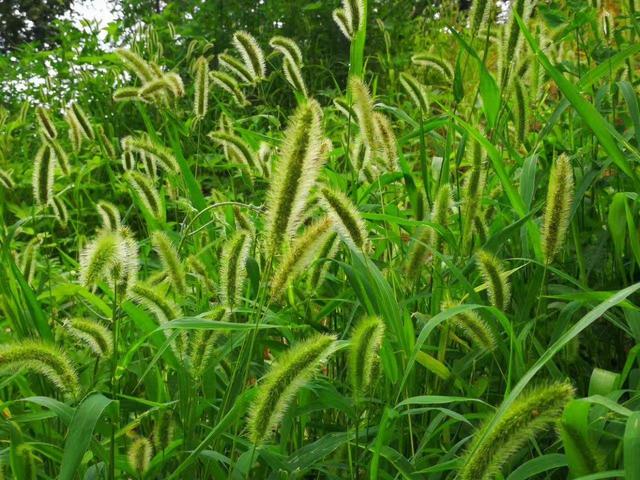 花穗是什么，向日葵的花穗是什么（它的花穗像狗的尾巴）