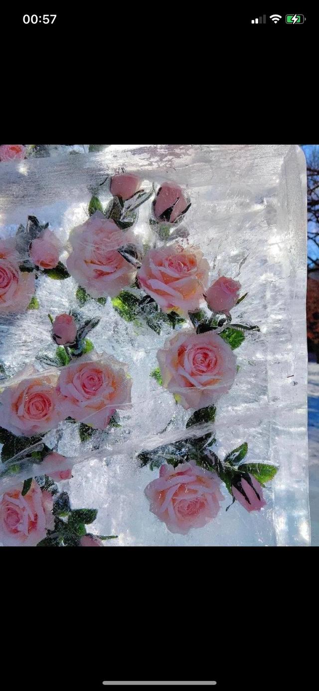 枯萎的玫瑰至死不渝的爱情，“冰封玫瑰 爱意永存”