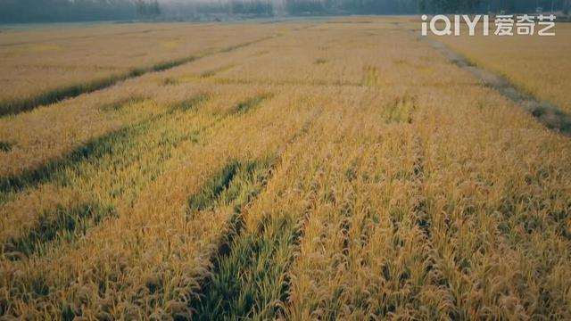 电视剧三泉溪暖，电视剧三泉溪暖一共多少集（无任何前期宣传的《三泉溪暖》）