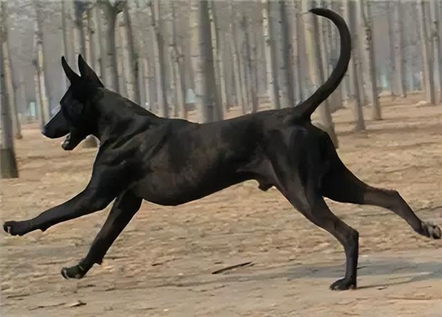 黑狼犬要怎麼養,黑狼犬要怎麼養胖(為什麼越來越多的人養