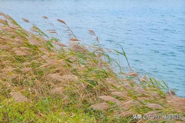 广州哪里可以看海，广州旅游看海的地方（广州这些“无敌海景”碧道藏不住了）