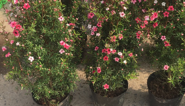 松红梅怎么养才开花，冬天养花赏花就种植松红梅