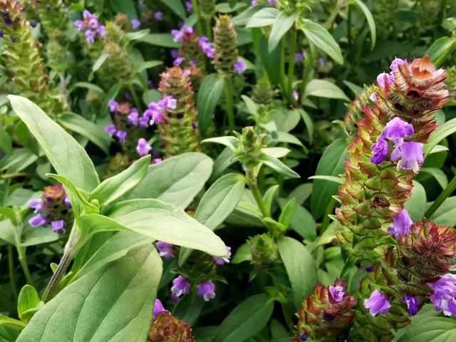 中药夏枯草的功用！，夏枯草中药的作用（本草集——夏枯草）