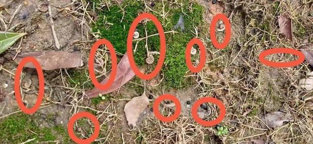 10000米长的蜈蚣，五种不死虫（澳60米地下惊现1306条腿“千足虫”）