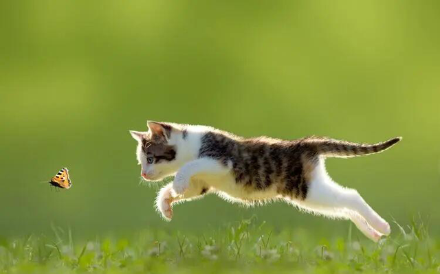 一个月幼猫怎么养，一个月大的猫咪怎么养（教你手把手将刚出生的猫咪给带大）