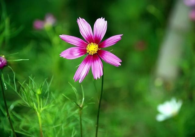 金牛座三个阶段蜕变，金牛座的几个阶段（却能掌控全局的星座）