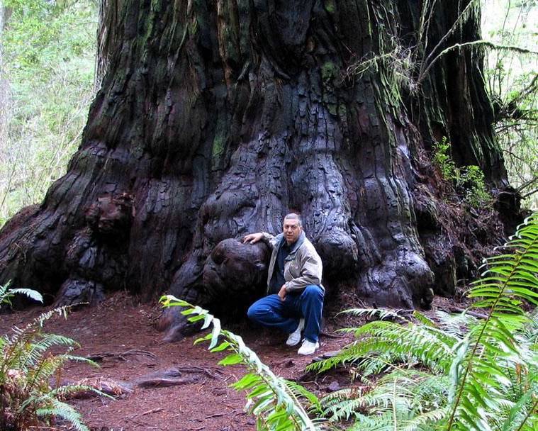 世界上最高的再次最高树——亥伯龙神