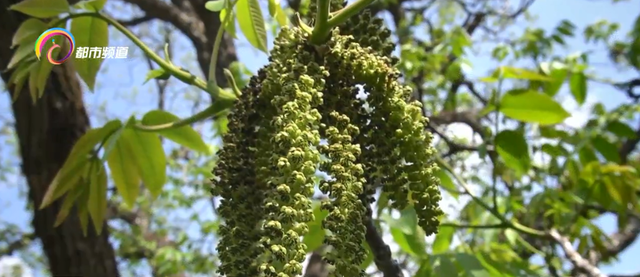 核桃花怎么吃最好，核桃花怎么吃（核桃花绽放 尝鲜正当时）