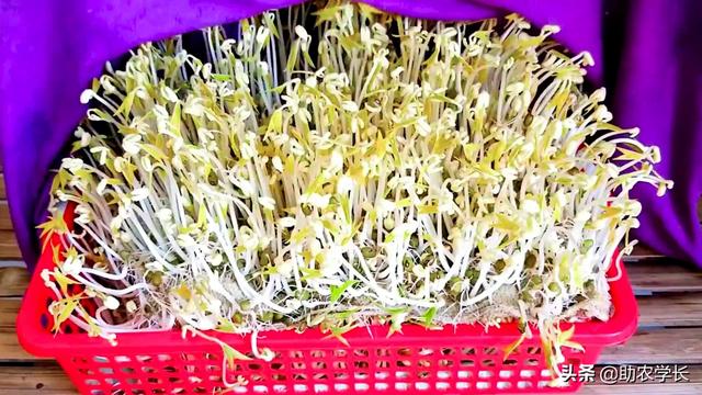 家庭绿豆种植简单方法技术，家庭绿豆种植简单方法技术说明（教你在家自发绿豆芽）