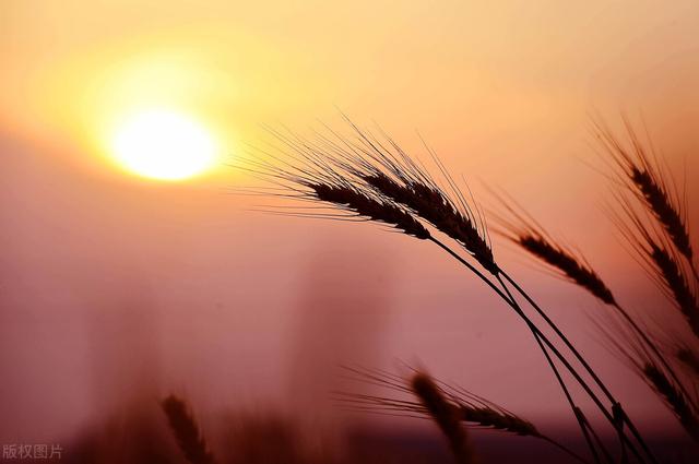 晴好是什么意思，一切安好便是晴天什么意思（天气预报：今日小满节）