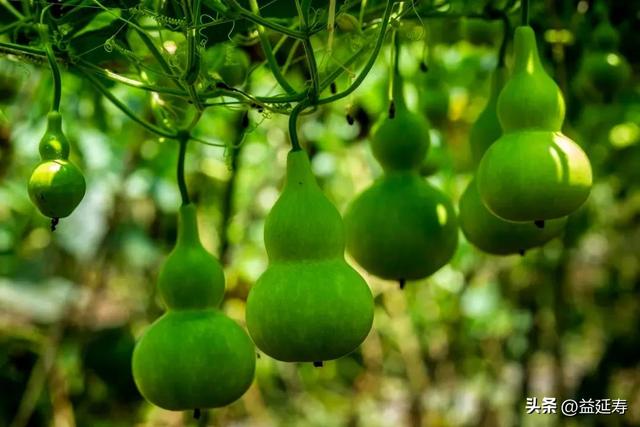 葫子营养及功效与作用，瓠子瓜的营养价值及功效与作用（“满腹”营养的葫芦）