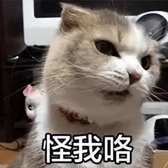 猫怀孕1到9周变化图片，猫怀孕各阶段症状（猫咪假孕，害猫不浅）