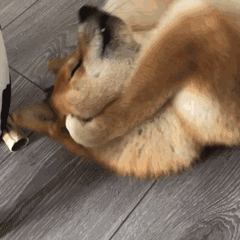 【沙雕狗狗头像】微信，【沙雕狗狗头像】（狗狗沙雕动图表情包 ​​​）