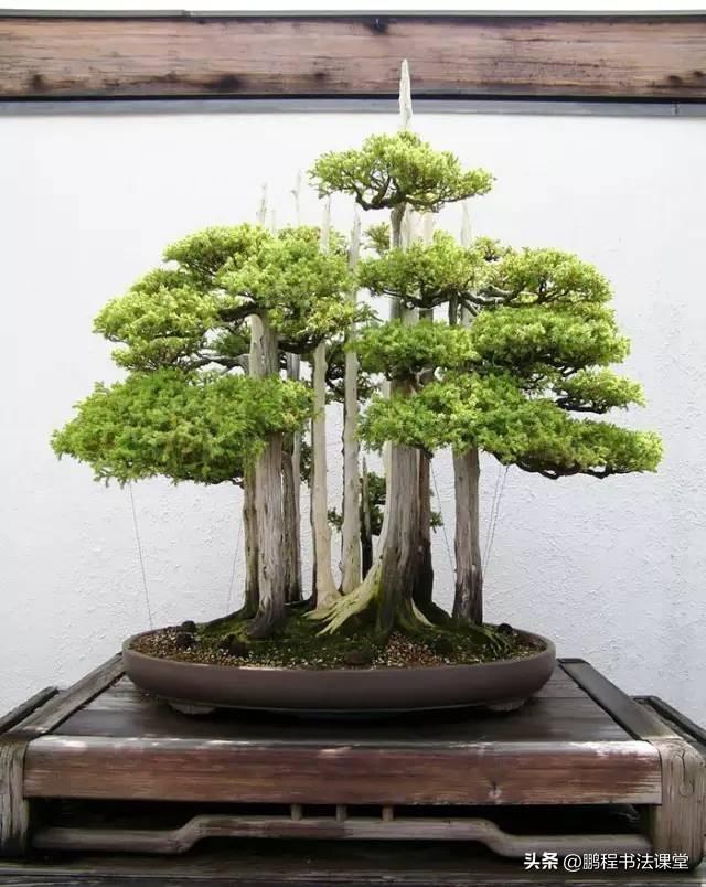 8种天然盆景大全，18个·高颜值盆景，太惊艳了