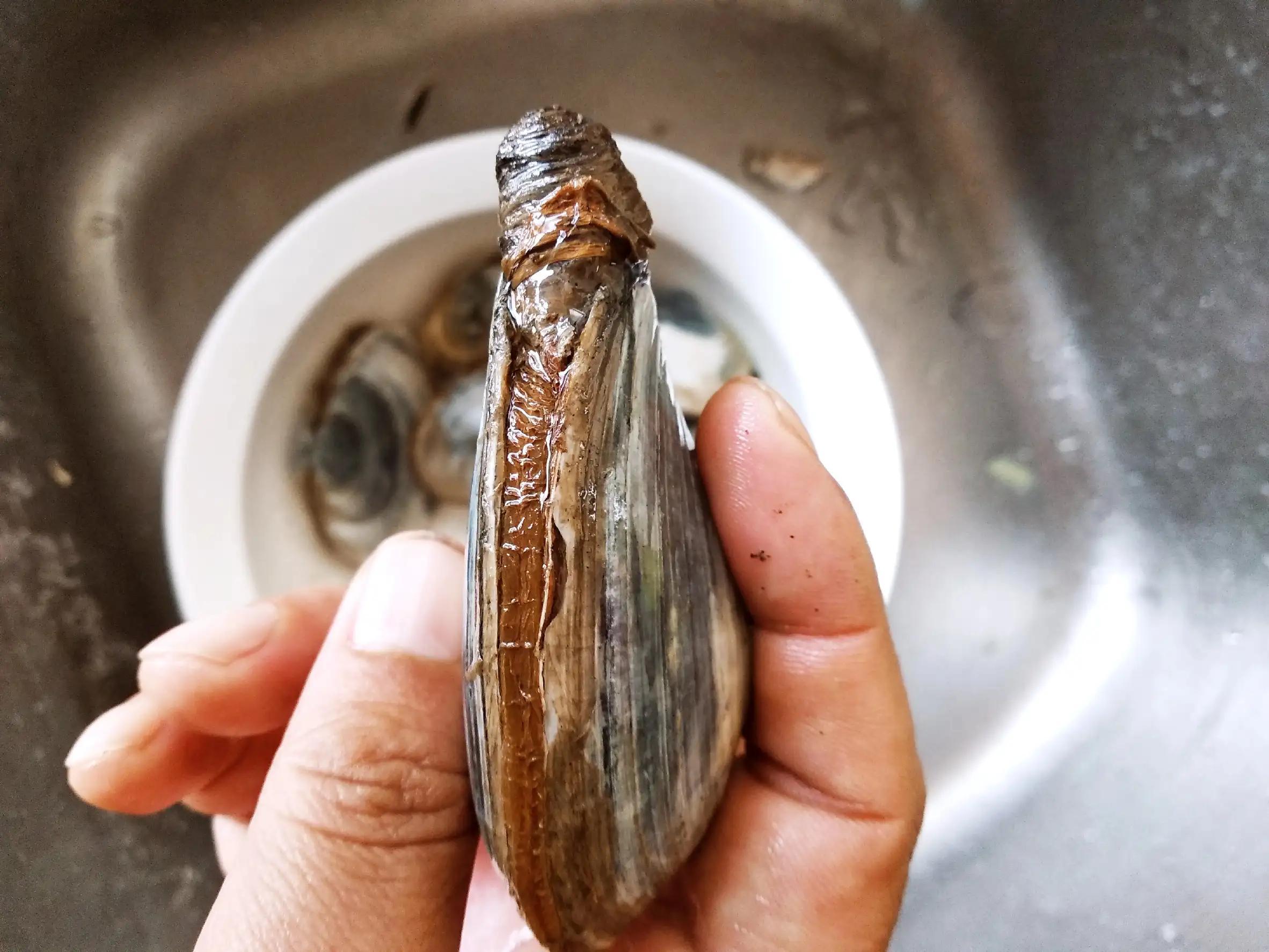 呲蛤是秋冬季常见的贝壳类海鲜,这种海鲜长相有些类似小号的象拔蚌