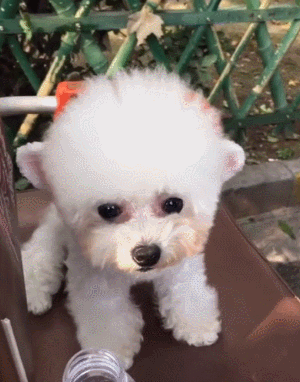 茶杯犬长什么样子图片，茶杯犬长不大吗（茶杯犬长不大）