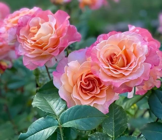 梦露和艾莎月季的区别，月季梦露百科（12种大花月季）